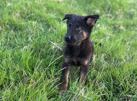 X 2 Mali X GSD bitch pups.