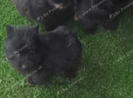 4 stunning Scottie puppies for sale
