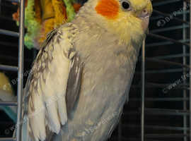 3 year old Tame Female Pearl Cockatiel