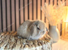 Gorgeous baby mini lops
