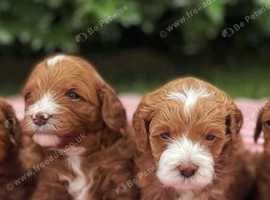 Gorgeous red cavapoo puppies