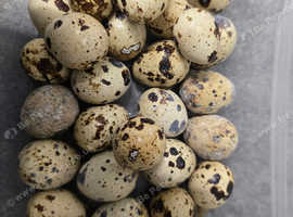 Quail Eggs x 10