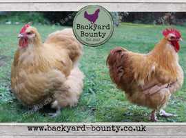 Orpington Chickens For Sale Rehome In Chatteris Find Chickens