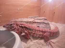 Stunning young red tegu