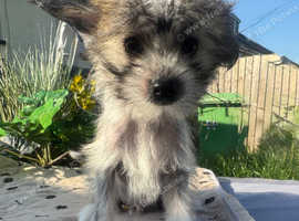 Chinese Crested Hairless (Hairy) Puppy Boy