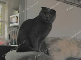 Scottish folds