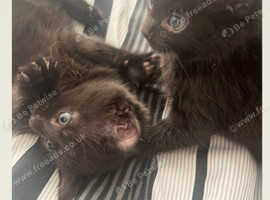 2 female kittens