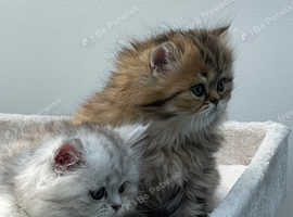 3 Persian Chinchilla Kittens For Sale in Loughton on Freeads ...