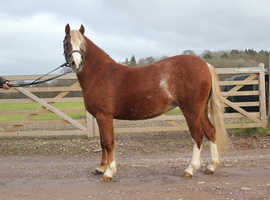 Gorgeous Sec A Mare