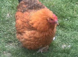 1 Beautiful Orpington Hen