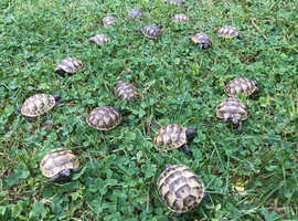 Spur-thighed tortoises