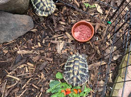 Male adult tortoise for sale