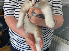 Persian x Ragdoll Kittens for sale