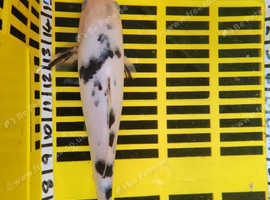 Large Koi Pond Fish Healthy And Strong 11 Inch in Morecambe LA3 on
