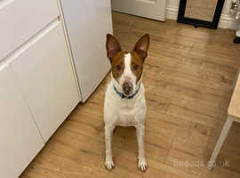 6 year old male Podenco