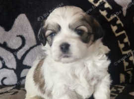 Adorable Maltese x Pekingese Puppies Looking for Their Forever Homes!