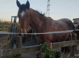 Quality appy x Irish draught gelding xx