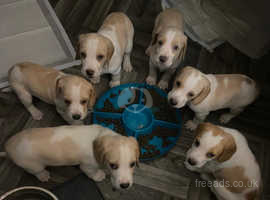 Lemon Beagle Puppies *Last girl remaining reduced *
