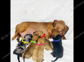 BEAUTIFUL MINIATURE DACHSHUNDS