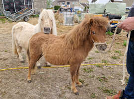 Registered miniature spotted yearling filly