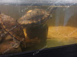Mississippi map turtles