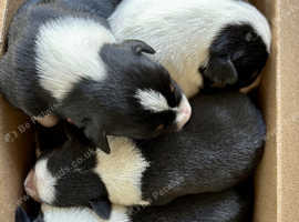 Tri coloured collie pups looking for forever home