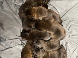 10 absolutely stunning staffy cross Rottweiler puppies for sale