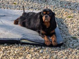 Sad re-home of lovely cavalier girl