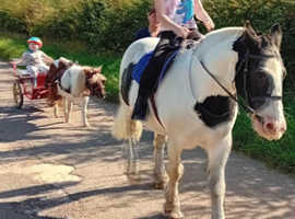 14.1 coloured gypsy cob.  Gelding. 12yrs old