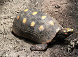 Redfoot tortoise