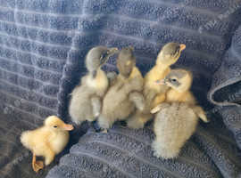 5 Ducklings.