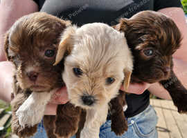 Beautiful Shihpoos for sale