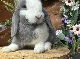 Mixture of mini lop rabbits