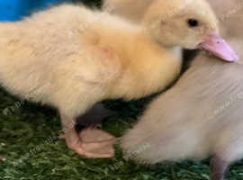 Muscovy duckings