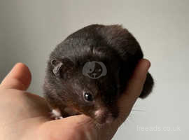 Lovely Male Syrian Hamster For Adoption