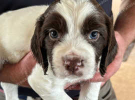 Sprocker puppys