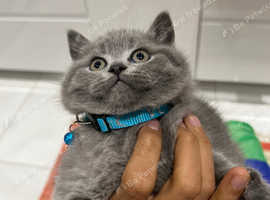 British shorthair