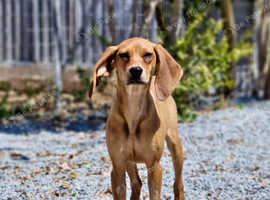 Cute and adorable Figgy needs forever home