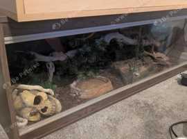 Rare Snow Corn Snake + Full Setup Collection £200