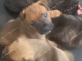 American bulldog x rottweiler puppies