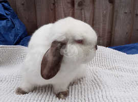 Lovely male rabbit