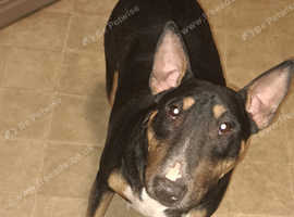 Roxy
