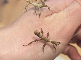 Giant prickly/ Macleay's spectre stick insects £3 each