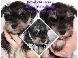 Rockybobs Miniature Schnauzers