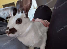 Marshmallow