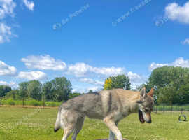 Beautiful Female Wolfdog