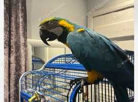 Talking Macaw in Scottish Borders on Freeads Classifieds - Parrots ...