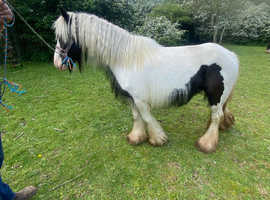 6 year old Black and white cob