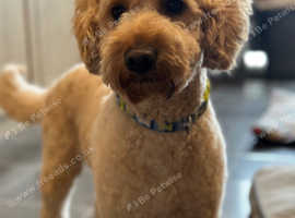 Beautiful F2 Miniture Goldendoodle boy aged 2.