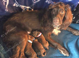 Beautiful Sproker pups for sale.